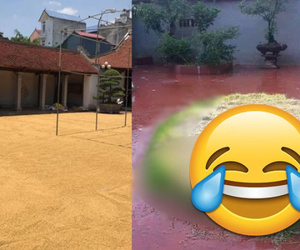 Vừa phơi thóc đầy sân thì mắc mưa 3 ngày, một gia đình quyết định 'buông theo ý trời' và cái kết ngã ngửa