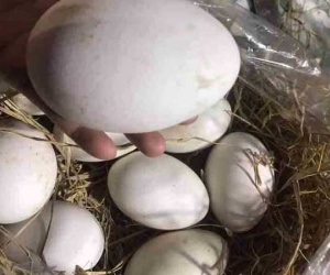 Trứng loài ngỗng có tên hung dữ, đắt gấp chục lần trứng gà, có là hết sạch
