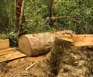 Khởi tố Trạm trưởng bảo vệ rừng và 2 nhân viên khai thác gỗ trái phép