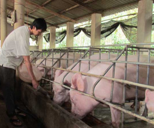 Lợn hơi tăng giá dựng ngược, chỉ sau 1 ngày dân nuôi thoát lỗ tiền tỷ