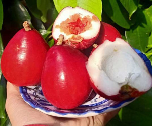 Quả lạ đỏ như son: Món ăn vặt mới, chị em lùng mua