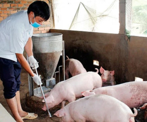 Bộ trưởng Nông nghiệp lý giải vì sao cả ngành chăn nuôi thiệt hại 80.000 tỷ đồng nhưng không được hỗ trợ 30.000 tỷ như Vietnam Airlines?