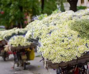 Cúc họa mi xuống phố đầu mùa nở căng đẹp, bó to 10 cành có giá 100 ngàn