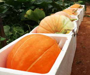 Hoa mắt với các loại bí ngô ở Đà Lạt mùa Halloween