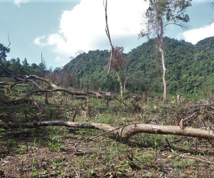 Khai trừ ra khỏi đảng cán bộ địa chính 'khoanh nuôi' hơn 15 ha rừng tự nhiên