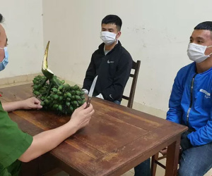 Bắt giữ 2 thanh niên trộm… 2 buồng cau