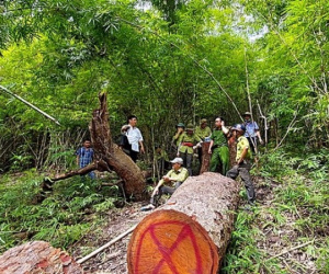 Điều tra vụ 2 cây lim xanh bị hạ tại Khu bảo tồn thiên nhiên Núi Ông