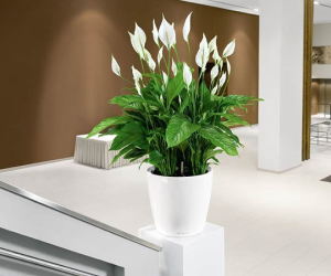 6 loại cây trồng trong nhà mang đến vận may cho gia chủ, lại có tác dụng hút ẩm, chống nồm rất tốt