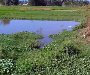 Thanh Hóa: Phát hiện thi thể 3 học sinh lớp 8 dưới ao nước gần nhà