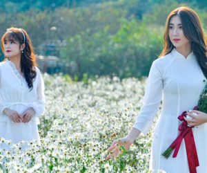 Ngắm nhìn thiếu nữ Hà Nội chụp ảnh cùng cúc họa mi trong những ngày 'bình thường mới'