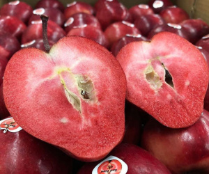 Loại quả lạ đỏ thẫm từ trong ra ngoài, giá cao ngất ngưởng vẫn hút khách