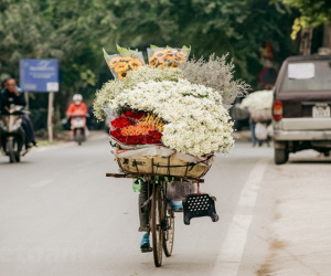 Hà Nội mùa cúc họa mi: Mang Đông ùa về ngập phố