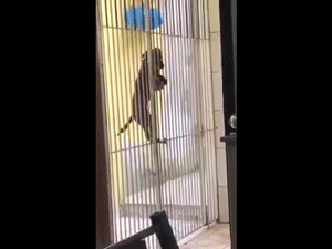 Cười ra nước mắt với chú chó tưởng mình là mèo, leo lên cổng mở khóa đu vào nhà 'cực ngọt'