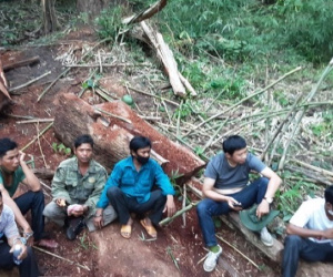 Cận cảnh khám nghiệm hiện trường vụ khai thác gỗ giáng hương ở Vườn Quốc gia Yok Đôn
