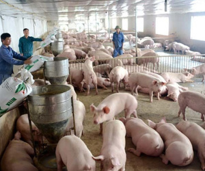 Giá lợn vẫn giảm: Quá rẻ, chưa đến 50 nghìn đồng/kg