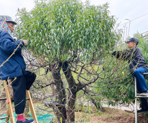 Người trồng đào Nhật Tân tất bật tuốt lá, lắp điều hòa chuẩn bị vụ hoa Tết