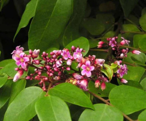 7 loại nước lá tắm hết dị ứng, nổi mề đay, mẩn ngứa: Trời lạnh ai ngứa ngáy nên dùng ngay