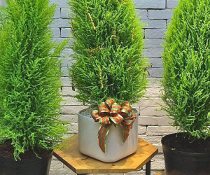 Cận Giáng sinh, cây thông mini đắt khách trên chợ mạng