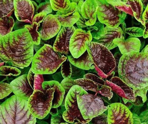 4 loại rau 'trường thọ' được thế giới săn lùng, có loại đắt gấp 10 lần nhân sâm mà người Việt bỏ phí