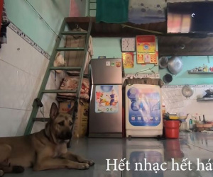 Chuyện lạ có thật về chú chó biết hát: Lên xuống trầm bổng, phiêu theo ca sĩ nhưng cứ tắt tivi là tuyệt đối không chịu mở miệng