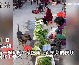 Ngỡ ngàng cảnh chú chó xách làn đi chợ, chọn lựa đồ ăn không khác gì người, dân mạng cười ra nước mắt: 'Thiếu mỗi nước mở miệng trả giá nữa thôi!'