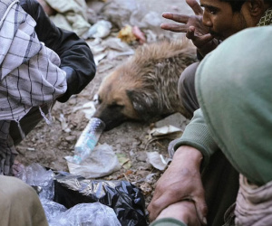 Cảnh chó phê ma túy gây sốc ở Afghanistan và bí mật đau lòng phía sau