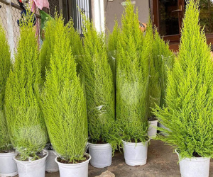 Thông Noel 'made in Vietnam' xanh chợ, giá quá rẻ dân vội chốt đơn