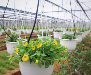 Thủ phủ hoa Tết Đà Nẵng 'nín thở' chờ thương lái