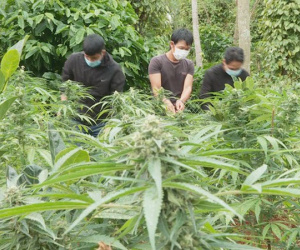 Trồng cần sa trái phép, khai để cho… gà ăn!