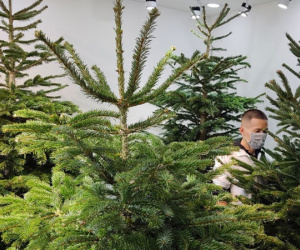 Dịch bệnh khó khăn, nhiều người vẫn chi 150-200 triệu đồng sắm cây thông thật chơi Noel