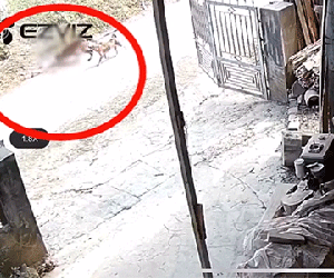 Clip bé trai 2 tuổi bị chó hàng xóm lao vào cắn xé dã man