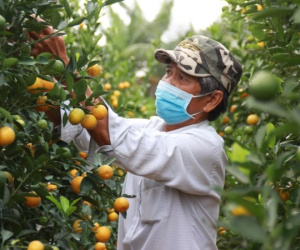 Quất cảnh vụ Tết 'lúc lỉu' chờ thương lái