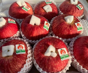 Táo Nhật khổng lồ 1 quả nặng 1 kg đổ về chợ Việt
