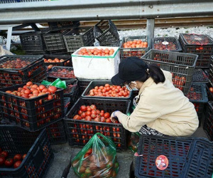 Bà nội trợ kêu trời với quả cà chua, đại gia đau đầu vì cọng hành