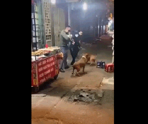 Pitbull điên cuồng tấn công người giữa phố, nguyên nhân được cho là do nhân vật bé nhỏ bế trên tay nạn nhân