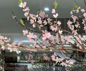 Đào rừng ồ ạt xuống phố sớm, giá rẻ chưa từng có