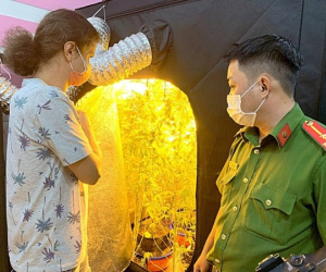 'Nữ quái' người nước ngoài trồng, chế biến cần sa tinh vi trong phòng ngủ