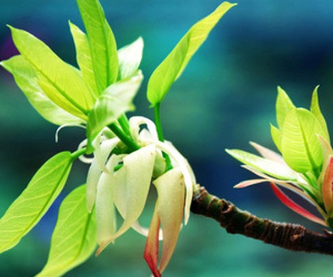 6 đồ vật tuyệt đối không nhặt ngoài đường về nhà kẻo năm hết Tết đến còn rước họa