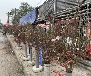 Đào Nhật Tân nở sớm xuống phố phục vụ Tết Dương lịch