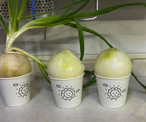 Một gia đình vẫn sống khỏe giữa đại dịch cúm khiến triệu người qua đời: Bí quyết nhờ 1 củ hành tây