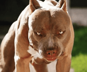 Clip: Cô gái hoảng loạn cầu cứu khi chó cưng bị Pitbull cắn xé dữ dội