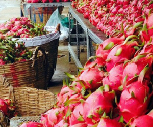 Trung Quốc ngưng nhập thanh long Việt Nam vì có mẫu dương tính