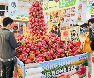 Thanh long chất núi trong siêu thị, mấy khi được ăn hàng xịn giá rẻ