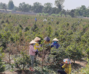 Lo thất thu vụ hoa kiểng Tết