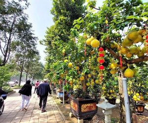 Bưởi Diễn đổ bộ Sài thành: 20 triệu/cây, trưng nửa năm chưa rụng quả