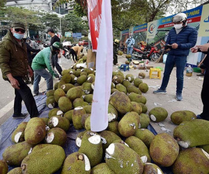 Thêm Quảng Ninh dừng xuất nhập khẩu, hàng triệu tấn hoa quả nguy khó