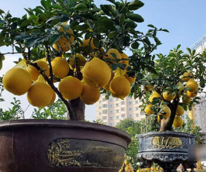 Bưởi vàng ươm giá hàng chục triệu đồng đổ bộ thành Vinh chưng Tết