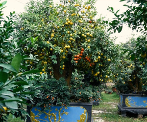 Những gốc chanh tứ quý cổ thụ có giá hàng trăm triệu chơi tết Nguyên Đán.
