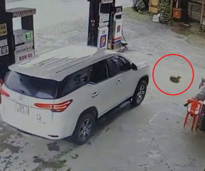Tranh cãi kịch liệt chuyện đúng sai khi xe đổ nhiên liệu xong cán chết thú cưng của chủ cửa hàng xăng