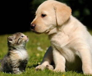 Chuyên gia lý giải vì sao nói: 'Mèo đến nhà thì khó, chó đến nhà thì sang'?